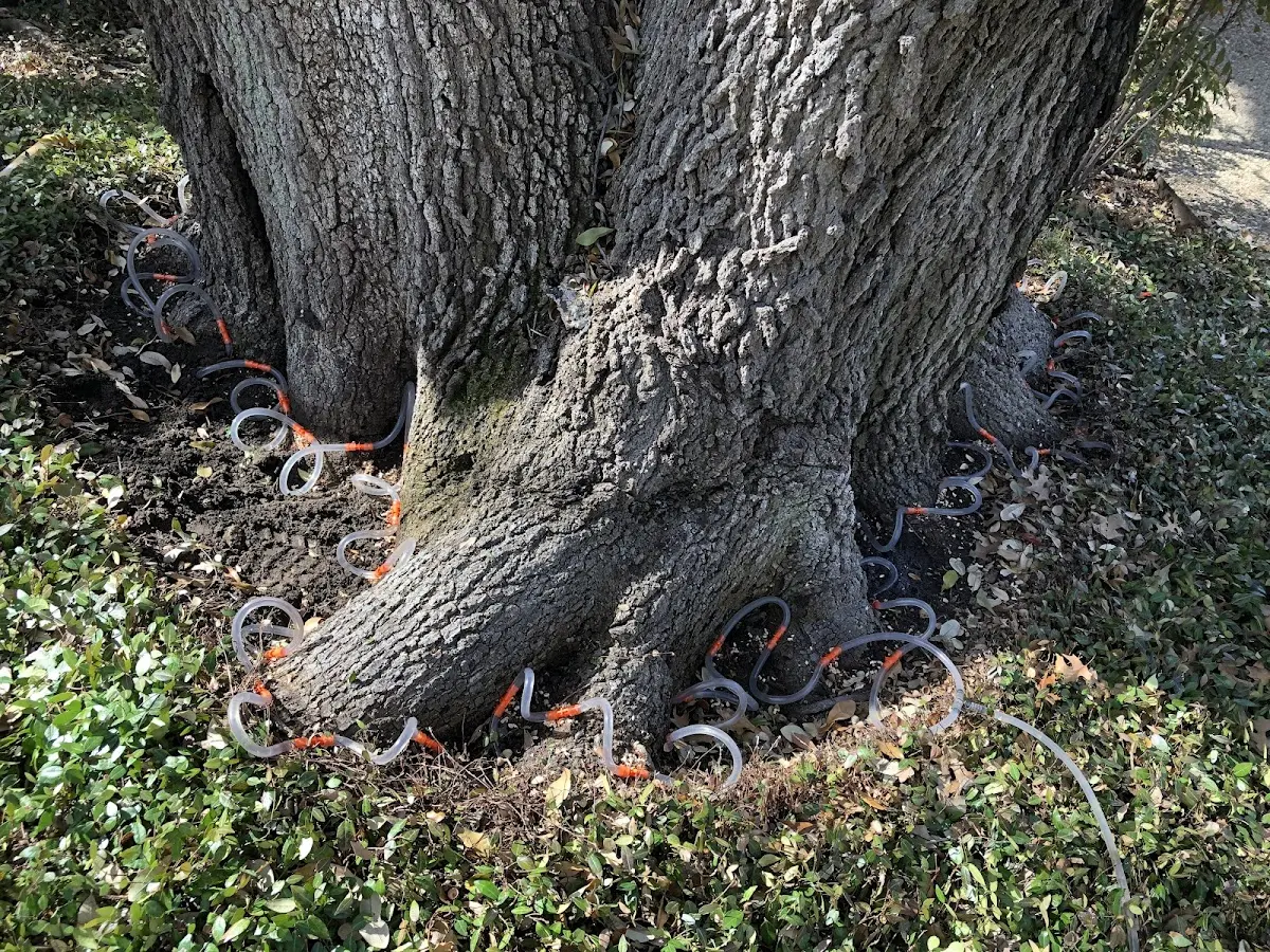 Detailed Tree Cabling and Bracing job site in Lotus