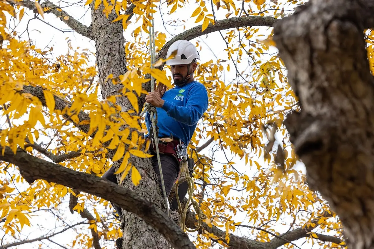 Skilled Tree Pruning crew working in Lotus